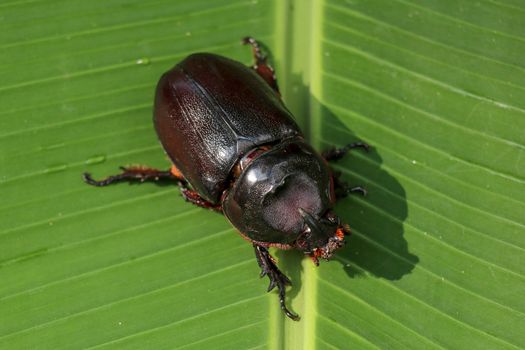 Top view of European Rhinoceros Beetle. Oryctes Nasicornis on a green leaf and flower. Macro shot of beautiful beetle in nature. Closeup shot of male Rhinoceros beetle. Amazing natural background.