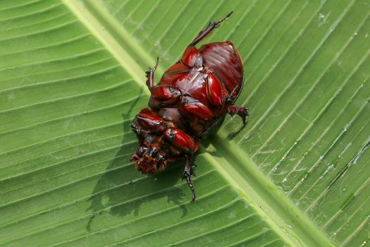 View of European Rhinoceros Beetle. Oryctes Nasicornis on a green leaf and flower. Macro shot of beautiful beetle in nature. Closeup shot of male Rhinoceros beetle. Amazing natural background.