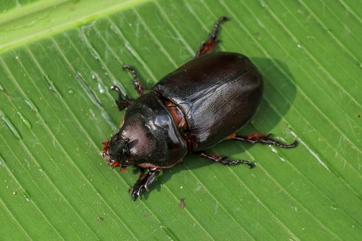 Top view of European Rhinoceros Beetle. Oryctes Nasicornis on a green leaf and flower. Macro shot of beautiful beetle in nature. Closeup shot of male Rhinoceros beetle. Amazing natural background.