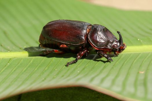 Side view of European Rhinoceros Beetle. Oryctes Nasicornis on a green leaf and flower. Macro shot of beautiful beetle in nature. Closeup shot of male Rhinoceros beetle. Amazing natural background.