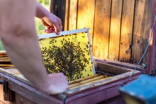 Man holding honeycomb frame for checking the bees