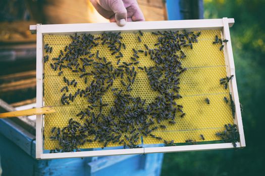 Man holding honeycomb frame for checking the bees