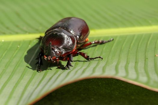 Front view of European Rhinoceros Beetle. Oryctes Nasicornis on a green leaf and flower. Macro shot of beautiful beetle in nature. Closeup shot of male Rhinoceros beetle. Amazing natural background.