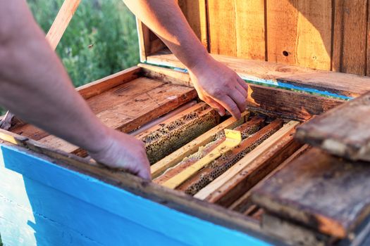 New honeycomb frame insert into the hive