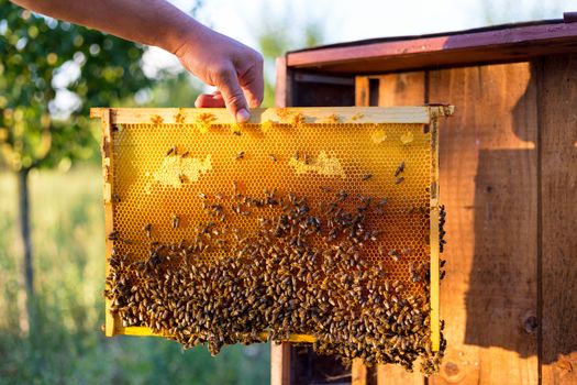 Man holding honeycomb frame for checking the bees