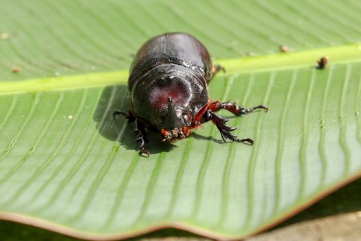 Front view of European Rhinoceros Beetle. Oryctes Nasicornis on a green leaf and flower. Macro shot of beautiful beetle in nature. Closeup shot of male Rhinoceros beetle. Amazing natural background.