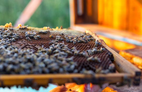 Honeycomb frame closeup with bees and honey for harvest