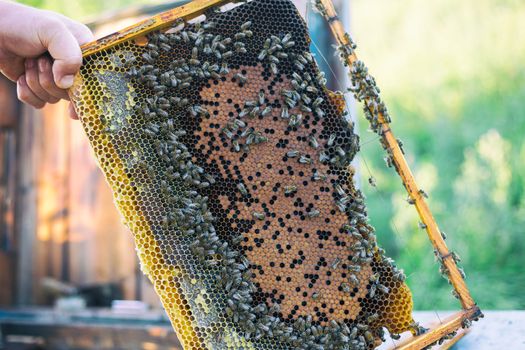 Man holding honeycomb frame for checking the bees