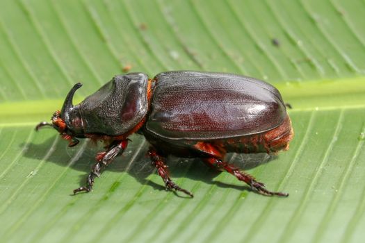 Side view of European Rhinoceros Beetle. Oryctes Nasicornis on a green leaf and flower. Macro shot of beautiful beetle in nature. Closeup shot of male Rhinoceros beetle. Amazing natural background.