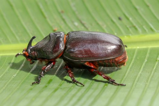 Side view of European Rhinoceros Beetle. Oryctes Nasicornis on a green leaf and flower. Macro shot of beautiful beetle in nature. Closeup shot of male Rhinoceros beetle. Amazing natural background.