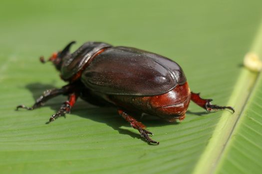 Back view of European Rhinoceros Beetle. Oryctes Nasicornis on a green leaf and flower. Macro shot of beautiful beetle in nature. Closeup shot of male Rhinoceros beetle. Amazing natural background.