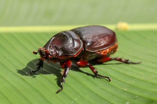 Side view of European Rhinoceros Beetle. Oryctes Nasicornis on a green leaf and flower. Macro shot of beautiful beetle in nature. Closeup shot of male Rhinoceros beetle. Amazing natural background.