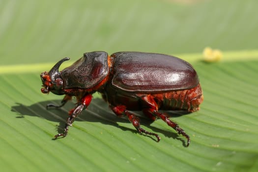 Side view of European Rhinoceros Beetle. Oryctes Nasicornis on a green leaf and flower. Macro shot of beautiful beetle in nature. Closeup shot of male Rhinoceros beetle. Amazing natural background.