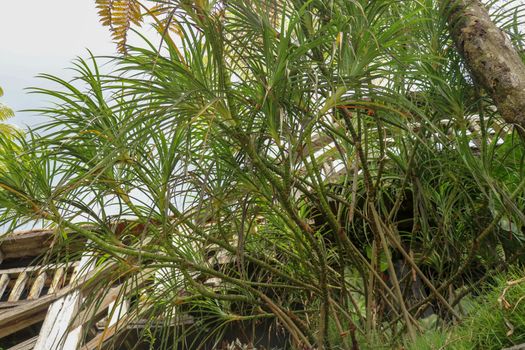 Hala Pandanus tectorius, Pandanus odoratissimus. The key selling point of this plant is foliage. long and smooth leaf, cluster into clump. good growing beside see. close up, natural sunlight.