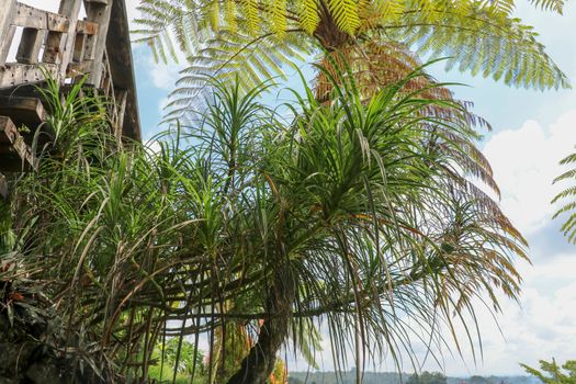 Hala Pandanus tectorius, Pandanus odoratissimus. The key selling point of this plant is foliage. long and smooth leaf, cluster into clump. good growing beside see. close up, natural sunlight.