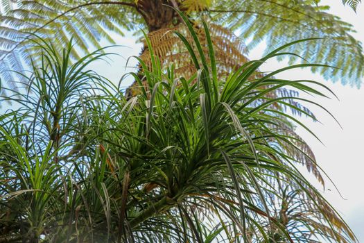 Hala Pandanus tectorius, Pandanus odoratissimus. The key selling point of this plant is foliage. long and smooth leaf, cluster into clump. good growing beside see. close up, natural sunlight.