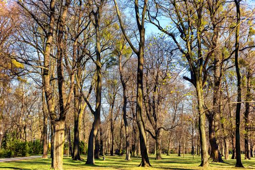 Trees in a park before spring and sunny day