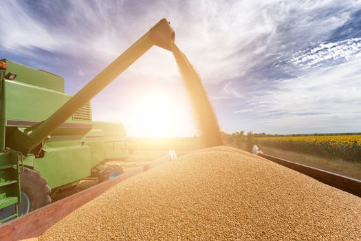 Combine harvester agriculture machine harvesting golden ripe wheat field