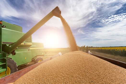 Combine harvester agriculture machine harvesting golden ripe wheat field