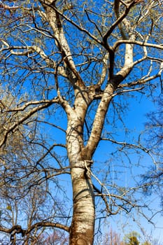 Trees in a park before spring and sunny day