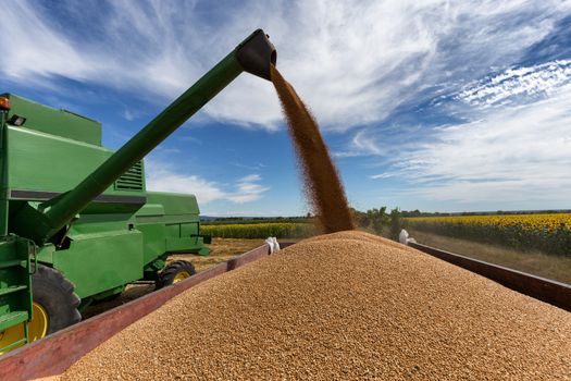 Combine harvester agriculture machine harvesting golden ripe wheat field