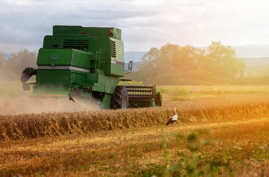 Combine harvester agriculture machine harvesting golden ripe wheat field