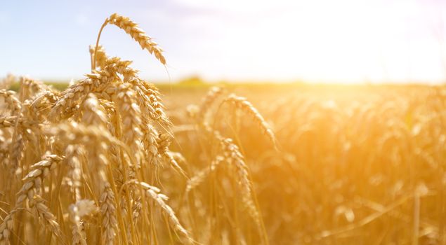 Ears of golden wheat close up. Beautiful Nature Sunset Landscape. Rural Scenery under Shining Sunlight.