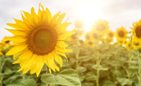 Field of sunflowers . Close up of sunflower against a field on a summer sunny day