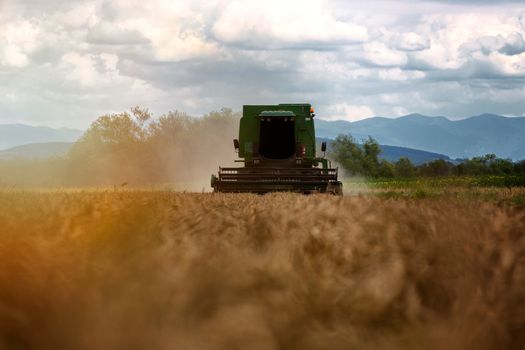 Combine harvester in action on wheat field. Harvesting is the process of gathering a ripe crop from the fields.