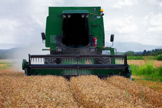 Combine harvester in action on wheat field. Harvesting is the process of gathering a ripe crop from the fields.