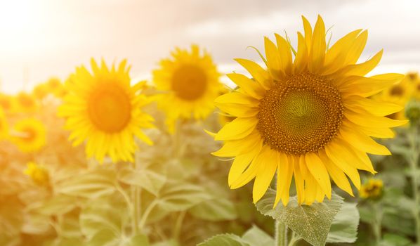 Field of sunflowers . Close up of sunflower against a field on a summer sunny day