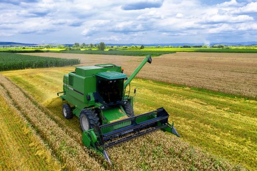 Aerial view on the combine working on the large wheat field