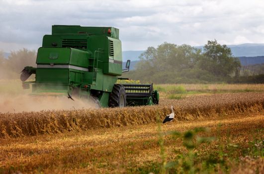 Combine harvester agriculture machine harvesting golden ripe wheat field