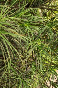 Hala Pandanus tectorius, Pandanus odoratissimus. The key selling point of this plant is foliage. long and smooth leaf, cluster into clump. good growing beside see. close up, natural sunlight.