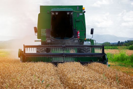 Combine harvester in action on wheat field. Harvesting is the process of gathering a ripe crop from the fields.