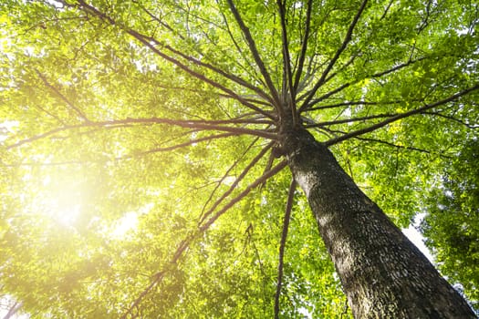 Green concept. Top tree with green Leaves shot from below and sun light.