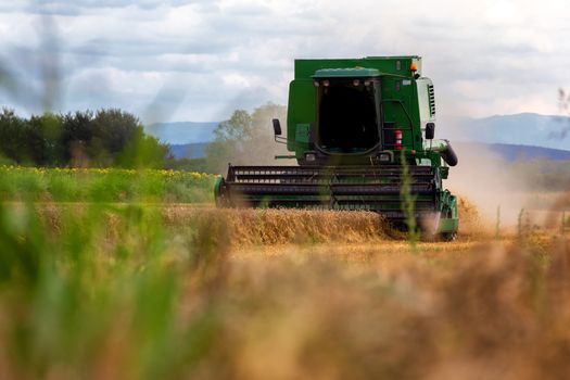 Combine harvester agriculture machine harvesting golden ripe wheat field