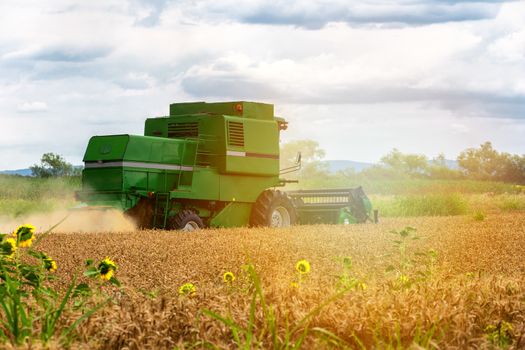 Combine harvester in action on wheat field. Harvesting is the process of gathering a ripe crop from the fields.