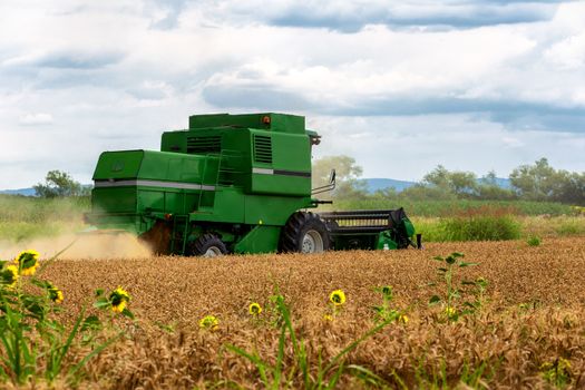 Combine harvester in action on wheat field. Harvesting is the process of gathering a ripe crop from the fields.