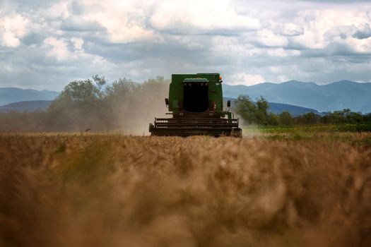 Combine harvester in action on wheat field. Harvesting is the process of gathering a ripe crop from the fields.