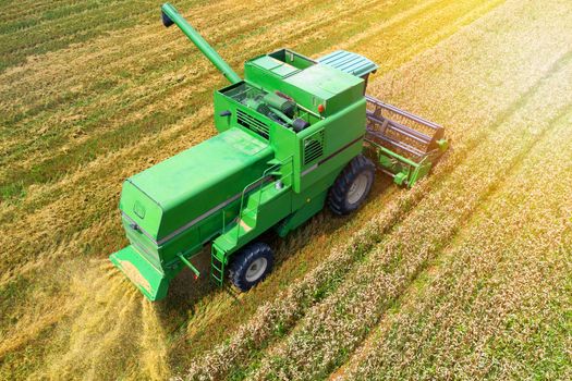 Aerial view on the combine working on the large wheat field