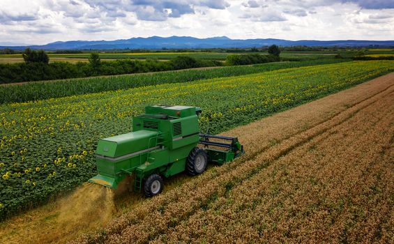 Combine harvester on a wheat field with blue sky, drone aerial view