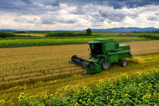 Harvester machine to harvest wheat field working. Combine harvester agriculture machine harvesting golden ripe wheat field. Agriculture aerial view