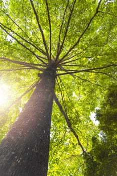 Green concept. Top tree with green Leaves shot from below and sun light.