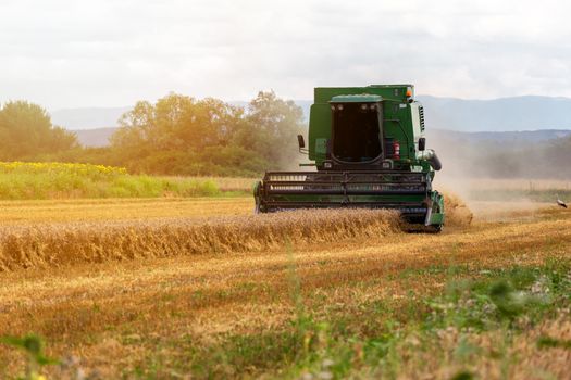 Harvesting wheat harvester on a sunny summer day