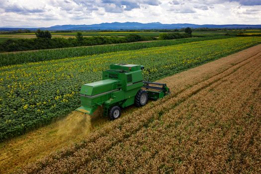 Harvesting wheat on a summer day, aerial drone view. Combine harvesting wheat