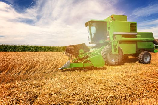 Harvesting wheat harvester on a sunny summer day