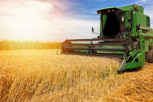 Harvesting wheat harvester on a sunny summer day