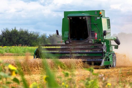 Harvesting wheat harvester on a sunny summer day