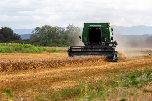 Harvesting wheat harvester on a sunny summer day